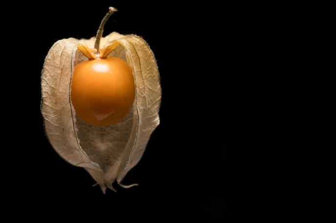 Volčje jabolko | Plod volčjega jabolka obdajajo tanki lističi, ki so na otip kot zelo fin papir.  | Foto Thinkstock