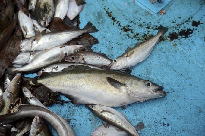 Eden od razlogov za pomlajevanje ribjih populacij je prizadevanje za ulov čim večjih primerkov, ki so zelo pogosto tudi precej starejši od povprečja.   | Foto: Reuters