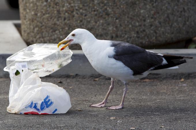 plastični odpadki | Foto: 