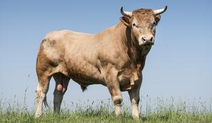 Policija poziva k previdnosti zaradi pobeglega bika
