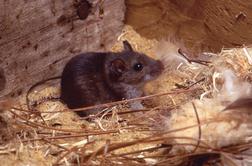 Letos 218 potrjenih primerov mišje mrzlice, največ na jugovzhodu