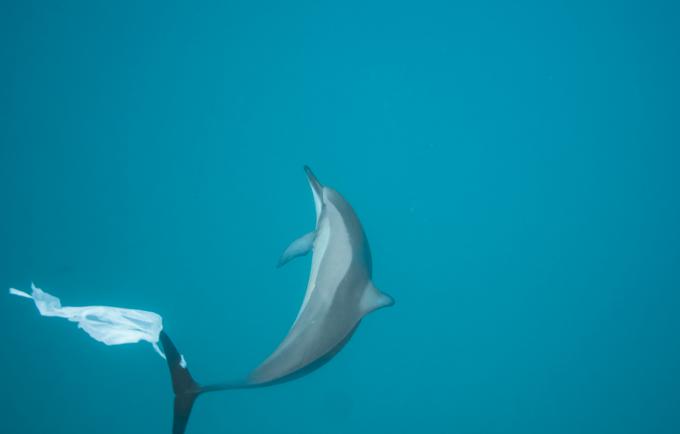 ocean delfin morje onesnaženost vrečka | Foto: 