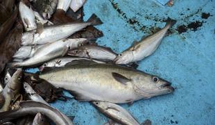 V ribniku zaradi izlivanja živalskih fekalij poginila večja količina rib
