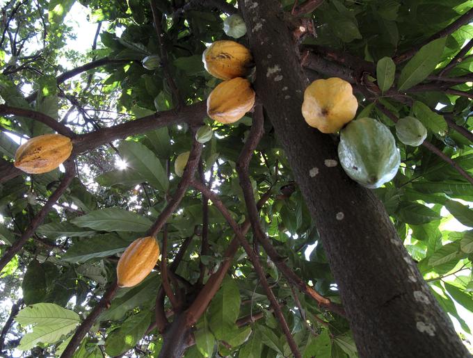 Lupina zrelih plodov kakavovca je zelo trda, zato lahko plodove, v katerih so kakavova zrna, razpolovijo le z mačetami. Mladi plodovi so zelene ali rdečkasto-vijoličaste barve, medtem ko se zreli plodovi obarvajo rumeno ali oranžno. | Foto: Reuters