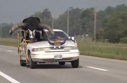 Nenavadni sopotnik: po avtocesti z bikom na sprednjem sedežu #video