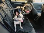 Pes, psi v avtu
