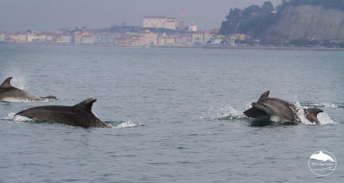 Delfini | Foto: Morigenos