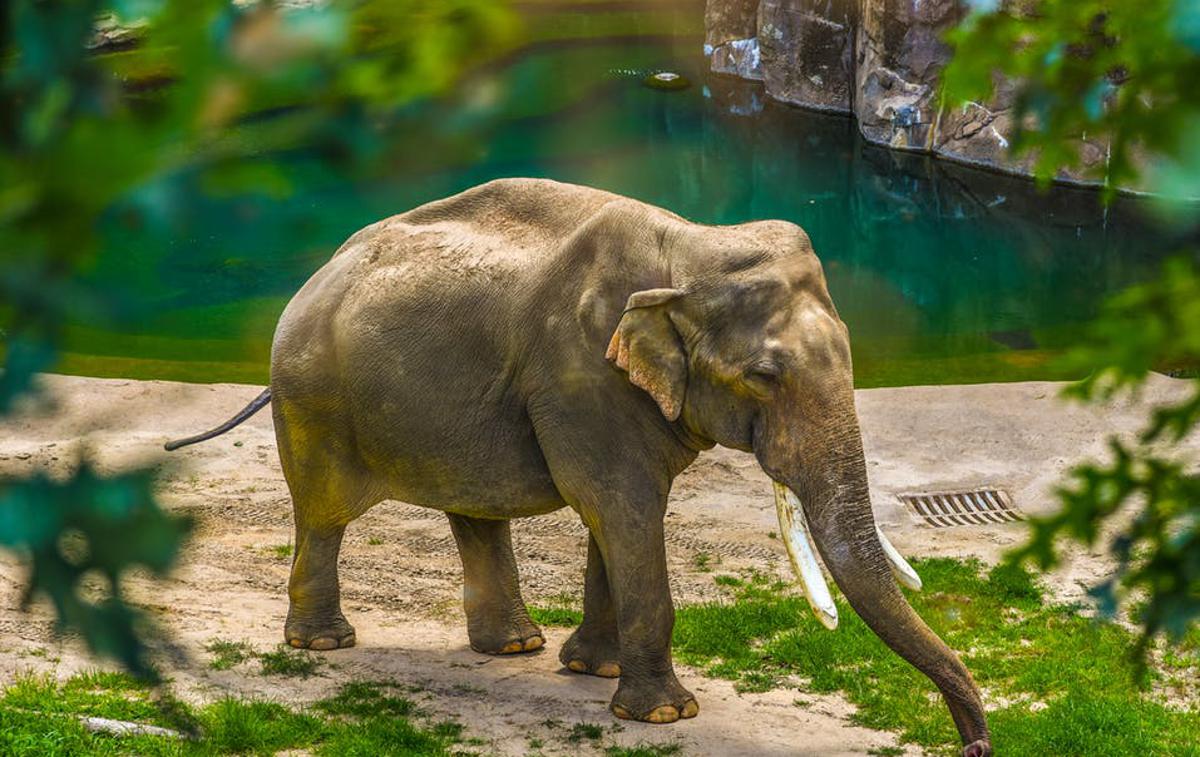 Slon | V indijski zvezni državi Odisha je v četrtek slon do smrti poteptal 70-letnico. | Foto Pexels