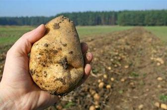 Neumen kmet ima debel krompir