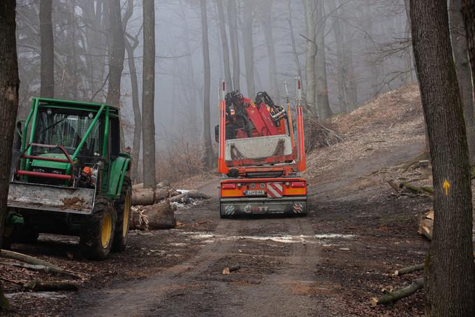 Zavod obiskovalcem gozda svetuje, naj se v času sečnje in spravila zaradi lastne varnosti izogibajo delovnemu območju in upoštevajo opozorila ter navodila izvajalcev del.  | Foto: Žiga Krančan
