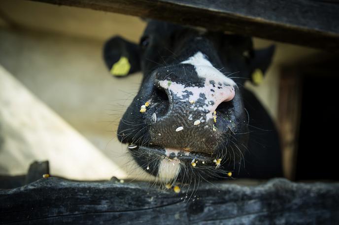 Stanko Valpatič ekološka kmetija vegan veganski izdelki Za naravo Društvo za osvoboditev živali krava veganstvo hrana | Foto Ana Kovač