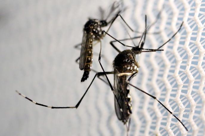 komar, zika | Foto Reuters