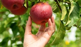 Nasveti za obiranje in shranjevanje jabolk