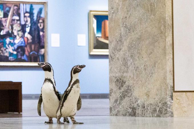 Tudi nekatere vrste pingvinov imajo zmožnost magnetorecepcije oziroma zaznavanja magnetnih polj. | Foto: Cover Images
