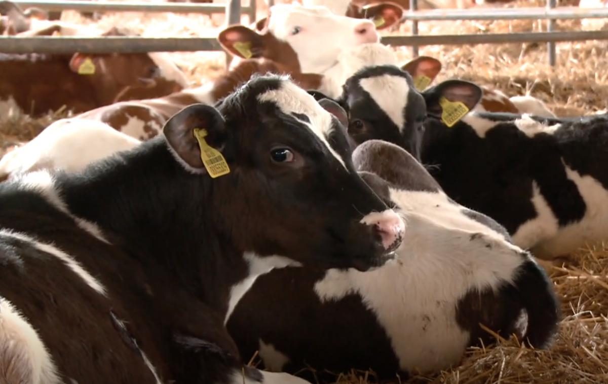 Krave | Uprava je v sredo kmetu Rudiju Možganu v inšpekcijskem postopku izdala novo ureditveno odločbo z rokom za izvedbo odrejenih ukrepov. | Foto Planet TV