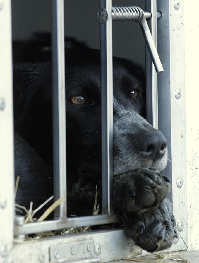Pes dog chien kletka | Foto: Reuters