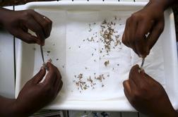 Ameriški sev virusa zika se širi v Afriko, na Martiniku prva smrtna žrtev zaradi okužbe