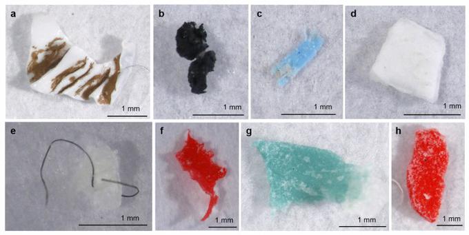Skrb vzbujajoče najdbe fragmentov in vlaken mikroplastike tudi v ribah iz reke Mure (fotografija je simbolična) | Foto: 