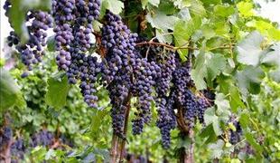 Vse več bizeljsko-sremiških vinogradov zaraščenih
