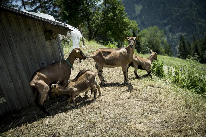 Na pobočjih veselo cingljajo koze. | Foto: Ana Kovač