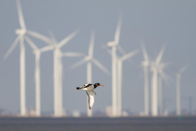 Pred izvedbo projekta vetrne elektrarne morajo biti izvedene zahtevne študije vplivov na okolje in monitoring ptic, meritve povprečne hitrosti vetra in analiza njegove značilnosti.  | Foto: Shutterstock