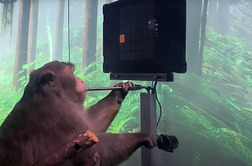 Elon Musk je opici v možgane vgradil čip in igrala je pong #video