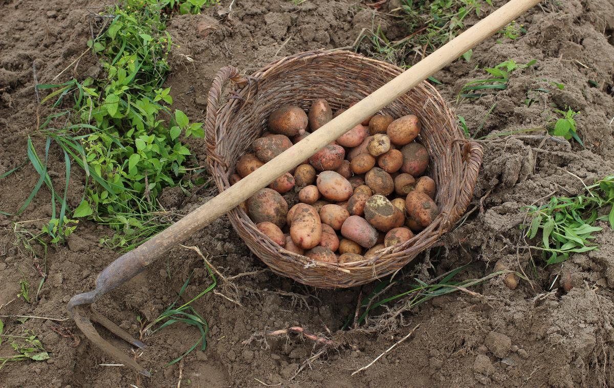 Kopanje krompirja | Ukradli so približno 150 kilogramov krompirja. | Foto Shutterstock