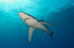 Usodno plavanje za 35-letnika, morskega psa še iščejo