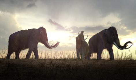 Bodo znanstveniki ponovno oživeli mamuta?