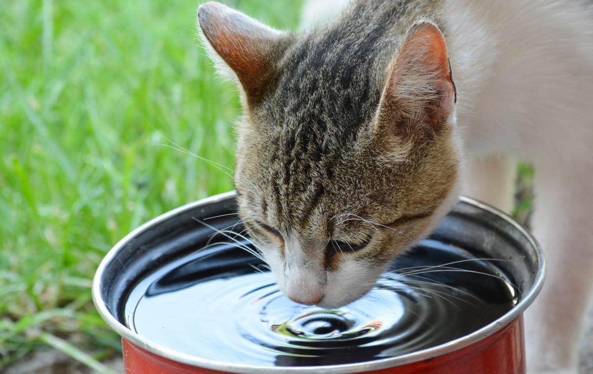 maček, poletje, hišni ljubljenček | Na oskrbo hišnih ljubljenčkov je treba biti pozoren predvsem v vročih poletnih mesecih. | Foto Shutterstock