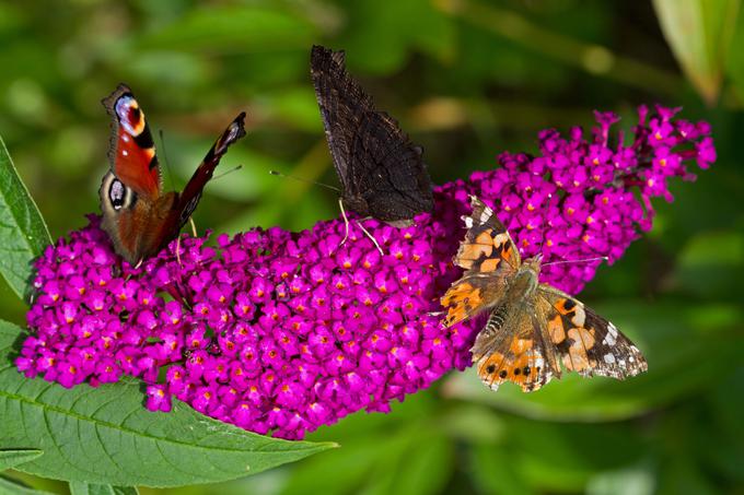 metuljnik, budleja | Foto: Thinkstock
