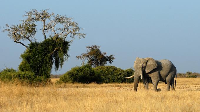 Bocvana, Afrika - za ljubitelje živali | Foto: Pixabay