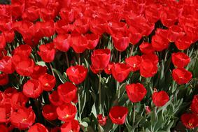 Na sprehod med dišeče tulipane, vrtnice in alpske cvetlice