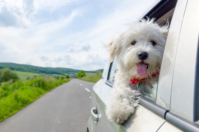 pes kuža potovanja dopust | Foto Shutterstock