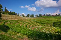 Čudovit pogled na vinograde, ki ga pozna bolj malo Slovencev