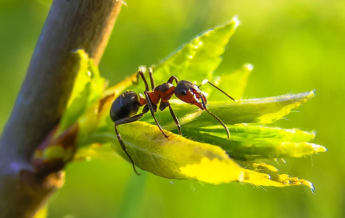 mravljice | Foto Pixabay