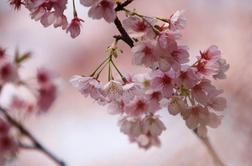 Češnjev cvet simbol POI 2020