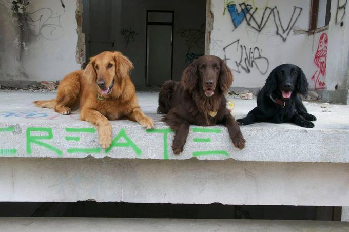 Dobri reševalci so lahko katerikoli psi, različnih velikosti in pasem. | Foto: 