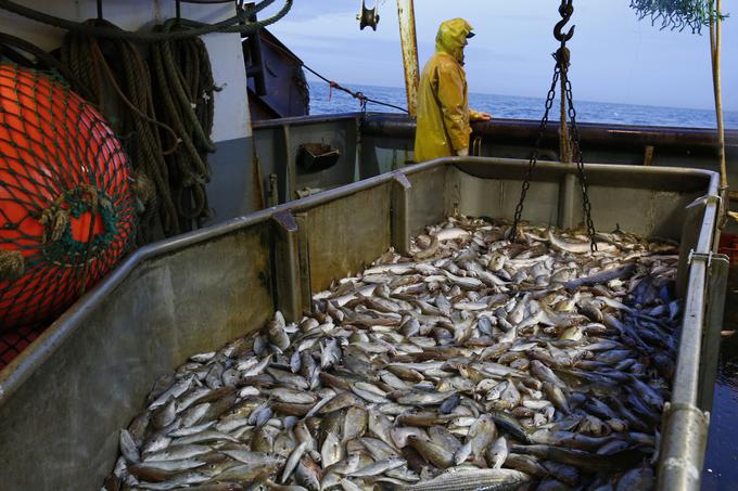 Znanstveniki še opozarjajo, da lahko nadaljnje zmanjševanje števila starejših rib v nekaterih ribogojnih območjih pripelje do kritične točke, od katere ne bo več vrnitve, kar lahko povzroči kolaps komercialnega ribolova v regiji.   | Foto: Reuters
