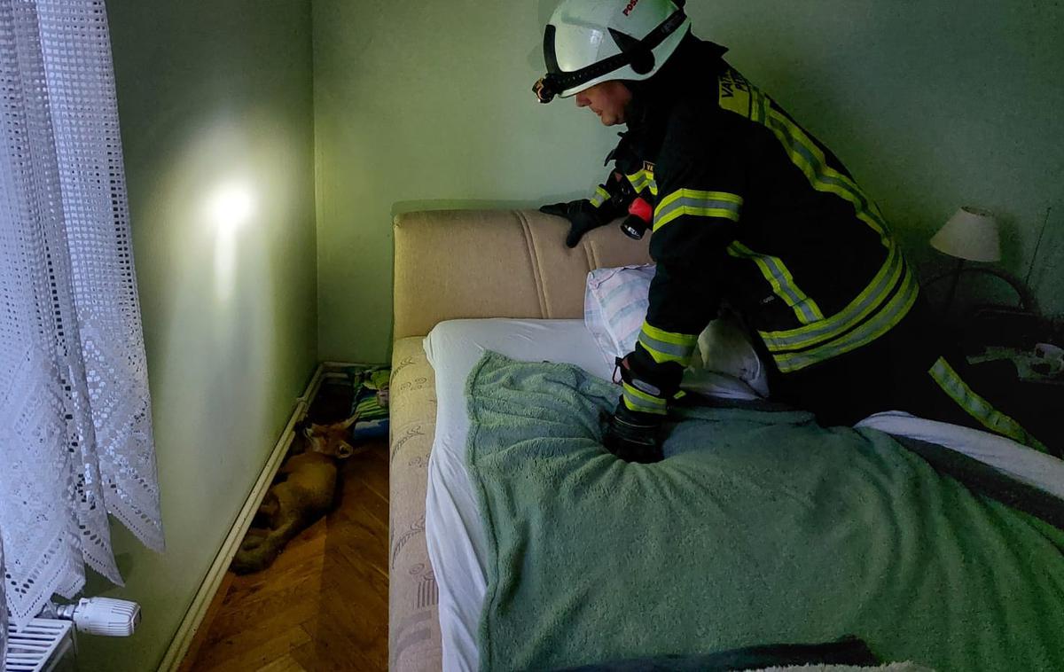 Lisica Hrvaška | Ob prihodu na kraj intervencije so gasilci v spalnici našli lisico, jo ujeli in izpustili nazaj v naravo. | Foto Facebook/Javna vatrogasna postrojba Grada Petrinje