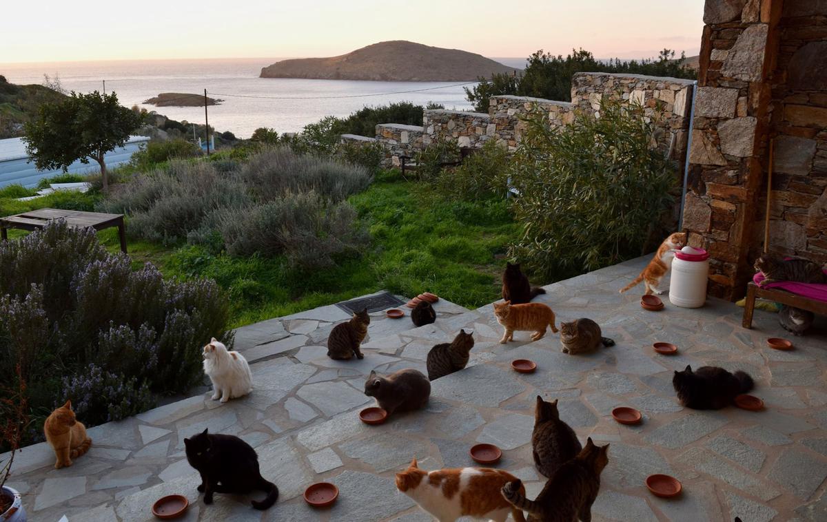 Grčija, mačje zavetišče | Foto Facebook/God's Little People Cat Rescue