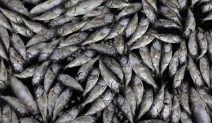 Na stotine mrtvih rib v šanghajski reki