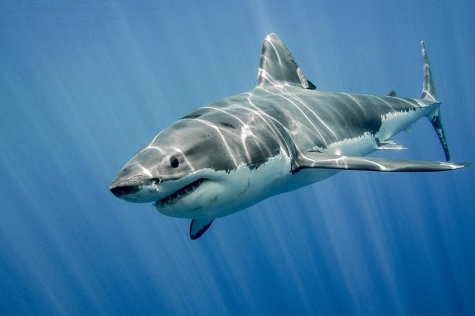 Morski pes | Morski pes je bil dolg 1,5 metra. Fotografija je simbolična.  | Foto Shutterstock