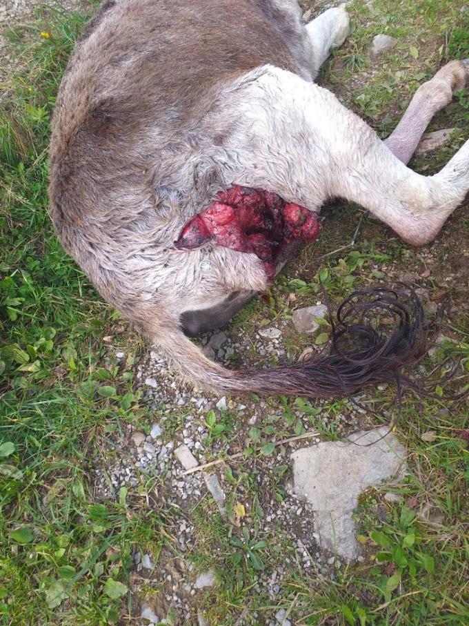 Napad volkov v Davči | Foto: Simon Šubic