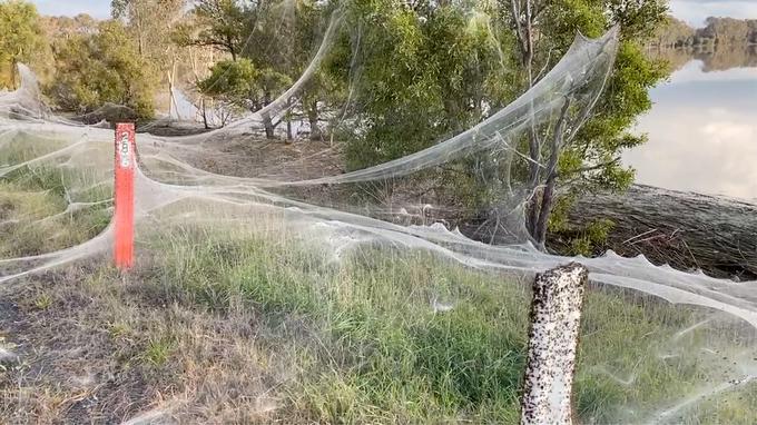 Na milijone pajkov je spletlo kilometrske mreže, ki prekrivajo drevesa in travnike.  | Foto: Reuters