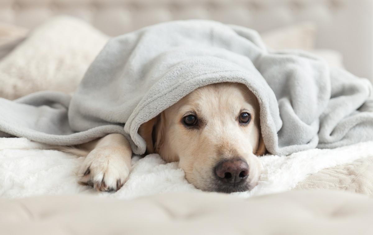 pes kuža hišni ljubljenček | Foto Shutterstock