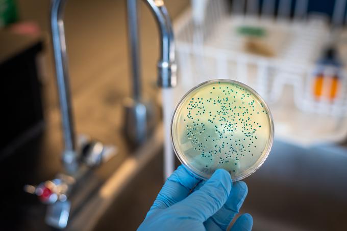 bakterije | Foto: Getty Images