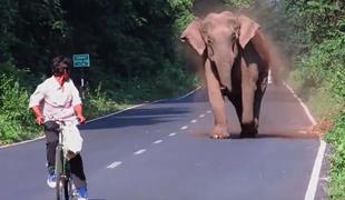 Slon kolesarja pognal v beg za življenje in zaprl cesto #video