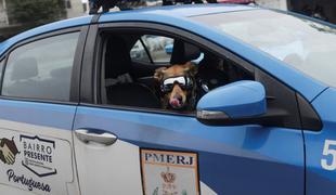Policijski pes postal spletna senzacija #video #foto
