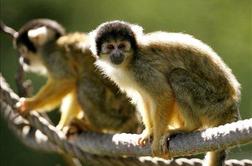 Opice obiskovalcem živalskega vrta kradejo mobitele